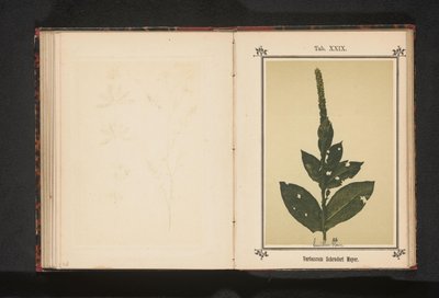 Tortlar Verbascum Schraderi Meyer (nesne üzerindeki başlık) by Anonymous