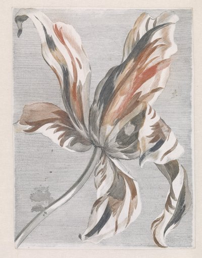 Lale by Anonymous