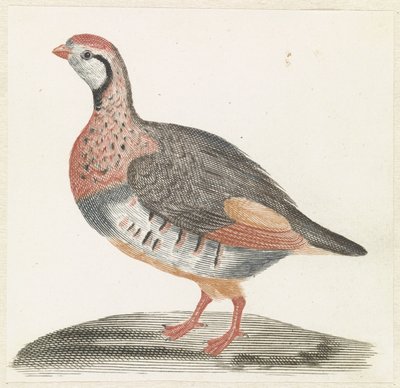 tarla tavuğu by Anonymous