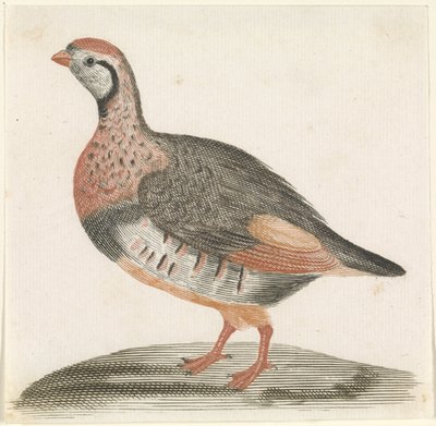 tarla tavuğu by Anonymous