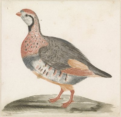 tarla tavuğu by Anonymous