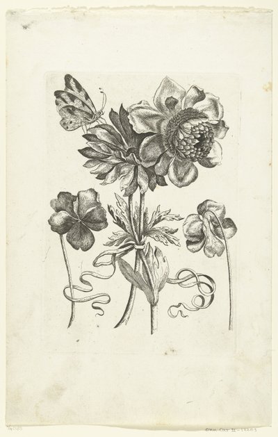 İki menekşe dahil dört çiçek Novae Florum Icones (dizi başlığı) by Anonymous
