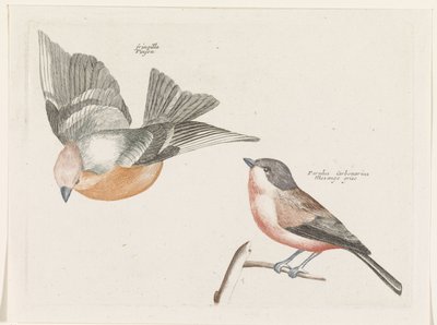 Finch ve gri yan baştankara by Anonymous