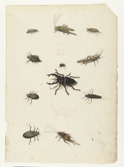 Uçan geyik, iki çekirge ve sekiz böcek Lombard albümü (seri başlığı) by Anonymous