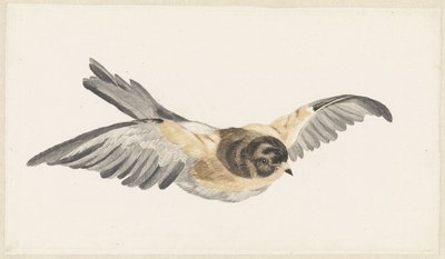 Vliegende kalesi (Fringilla montifringilla) by Anonymous