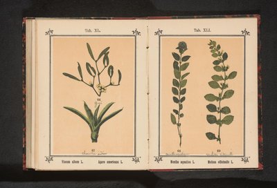 Nane ve limon balsamı Mentha aquatica L. Melissa officinalis L. (nesne üzerindeki başlık) by Anonymous