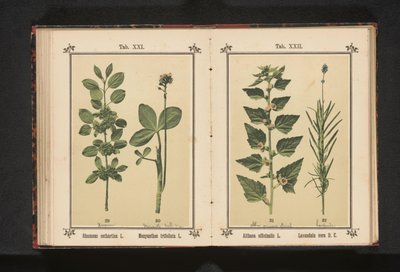 Wedgedoorn ve su kurusu yaprakları Rhamnus cathartica L. Menyanthes trifoliata L. (nesne üzerindeki başlık) by Anonymous