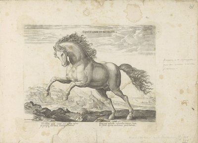 Yabani paard At Kitabı ve Incoposite (nesne üzerindeki başlık) Her türden en asil olan bir at: dünyanın çeşitli yerlerinden seçilen atların seçkin bir karakteri (...) (nesne üzerine seri başlığı) by Anonymous