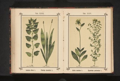 Beyaz ısırgan otu ve dar muz Lamium albümü L. Plantago lanceolata L. (nesne üzerindeki başlık) by Anonymous