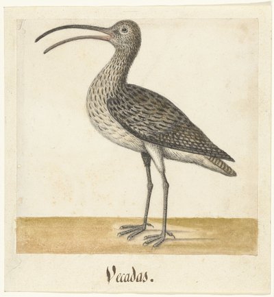 Curlew Vecadas (nesne üzerindeki başlık) Lombard albümü (seri başlığı) by Anonymous