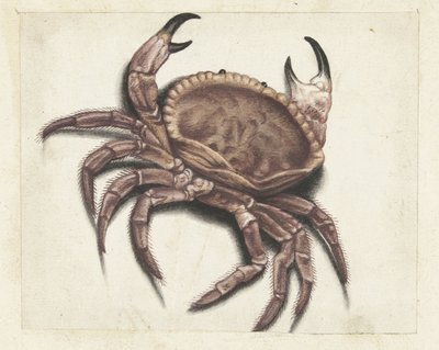 Deniz yengeç Lombard albümü (seri başlığı) by Anonymous