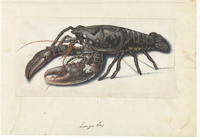 Zeekreeft Langostas (nesne üzerindeki başlık) Lombard albümü (seri başlığı) by Anonymous