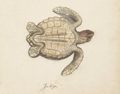 Sea Turtle Tortugas (nesne üzerindeki başlık) Lombard albümü (seri başlığı) by Anonymous
