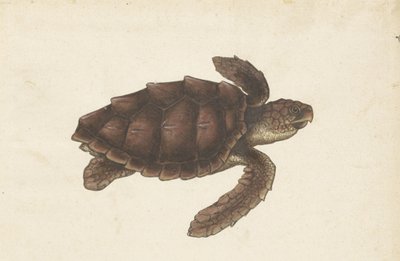 Deniz Kaplumbağası Tortugas - Eretmochelys imbricata / Hawksbill Turtle / Hawksbill Turtle (nesne üzerindeki başlık) Lombard albümü (seri başlığı) by Anonymous