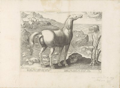 Batı rüzgarı bevrucht een merrie Paardenrassen uit de Koninklijke stallen van Don Juan van Oostenrijk (seri başlığı) Her türden en asil olan bir at: dünyanın çeşitli yerlerinden seçilen atların seçkin bir karakteri (...) (nesne üzerine seri başlığı) by Anonymous