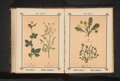 Gümüş temiz ve küçük kekik Potentilla anserina L. Thymus Serpyllum L. (nesne üzerindeki başlık) by Anonymous
