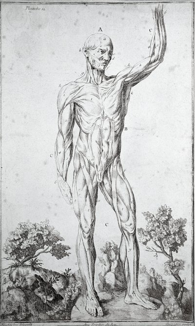 İnsan kas sisteminin anatomik çalışması (gravür by Anonymous Anonymous