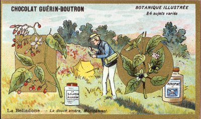 Belladonna: tatlı acı, ilaç. Gravür (kromo). 19. yüzyılın sonlarında Guerin-Boutron çikolataları için reklam kromolitografisi. Illustree Botanik Serisi. by Anonymous Anonymous