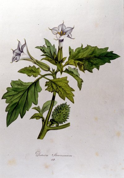 Botanik tahtası: Datura Stramonium (Datura stramoine veya stramoine officinale). Franz von Paula Schrank (1747-1835), Alman doğa bilimci, Monaco 1816 tarafından "Flora Monacensis" de gravür. by Anonymous Anonymous