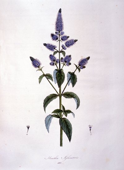 Botanik tahtası: yabani nane (mentha sylvestris). 19. yüzyıl gravürü. by Anonymous Anonymous