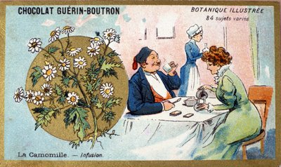 Papatya: infüzyon. Gravür (kromo). 19. yüzyılın sonlarında Guerin-Boutron çikolataları için reklam kromolitografisi. Illustree Botanik Serisi. by Anonymous Anonymous
