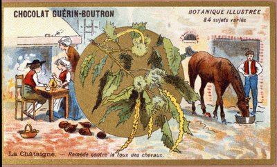 La Chestaigne: Atların öksürüğünü giderir. Gravür (kromo). 19. yüzyılın sonlarında Guerin-Boutron çikolataları için reklam kromolitografisi. Illustree Botanik Serisi. by Anonymous Anonymous