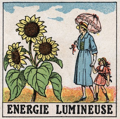 Işık enerjisi: Ayçiçeği güneş ışığından etkilenir. 1925