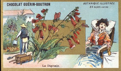 Dijital. Gravür (kromo). 19. yüzyılın sonlarında Guerin-Boutron çikolataları için reklam kromolitografisi. Illustree Botanik Serisi. by Anonymous Anonymous