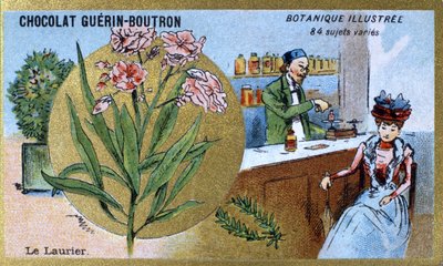 Defne. Gravür (kromo). 19. yüzyılın sonlarında Guerin-Boutron çikolataları için reklam kromolitografisi. Illustree Botanik Serisi. by Anonymous Anonymous