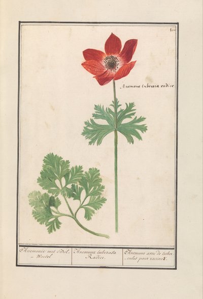 Anemon (Anemon) Anemone, Bol-Wortel / Anemone tuberosa Radice ile tanıştı. / Kökler için yumrulu anemon (nesne üzerindeki başlık) by Anselmus Boëtius de Boodt