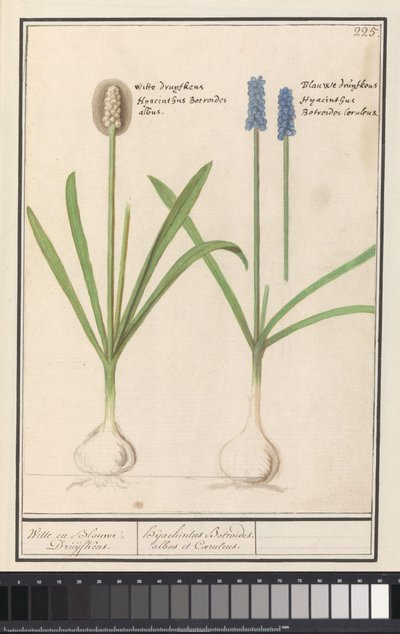 Üzüm sümbülleri ve üzüm sümbülleri (Muscari botryoides) Beyaz ve Mavi Druijfkens. / Dhijachintus Botroides. albus et coeruleus (nesne üzerindeki başlık) by Anselmus Boëtius de Boodt