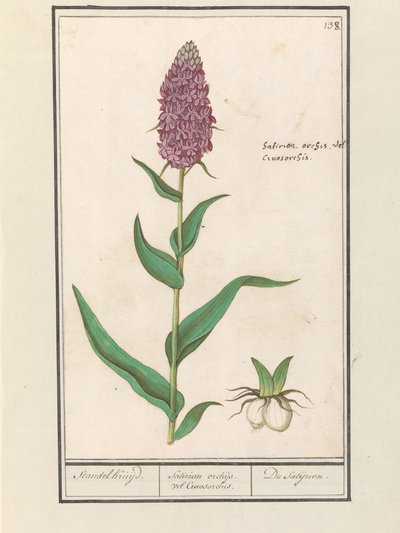 Geniş orkide (Dactylorhiza majalis) Standelcruijd. / Satirion orkideleri veya Cynosorchis. / Satijrion. (nesne üzerindeki başlık) by Anselmus Boëtius de Boodt