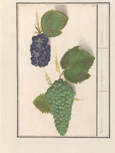Druif (Vitis vinifera) Druijven. / uva Vulgaris. / Kuru Üzüm (nesne üzerindeki başlık) by Anselmus Boëtius de Boodt