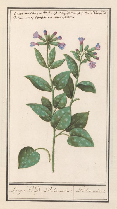 Benekli Lungwort (Pulmonaria officinalis) Daha Uzun Baharat. / Akciğer. / Akciğer. (nesne üzerindeki başlık) by Anselmus Boëtius de Boodt