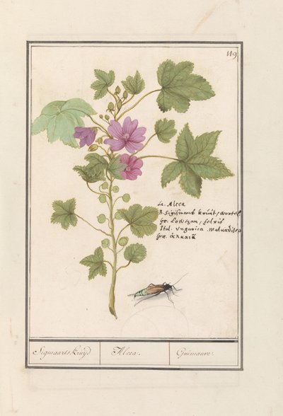 Büyük ebegümeci (Malva sylvestris) Sigmaard