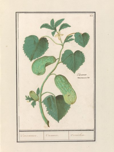 Komkommer (Salatalık sativa) Anlaşmak / Salatalık. / Kornişon. (nesne üzerindeki başlık) by Anselmus Boëtius de Boodt