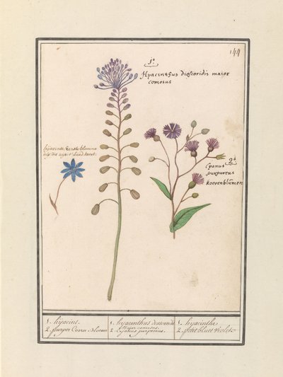 Kuifhyacint (Muscari comosum) en korenbloem (Centaurie) 1. Kaçırma 2. mor Coorn Bloeme / 1. sümbül dioscorides. Yakışıklı bir belediye başkanı. 2. Cajanus moru. / 1. sümbül 2. petit bluet violet (nesne üzerindeki başlık) by Anselmus Boëtius de Boodt