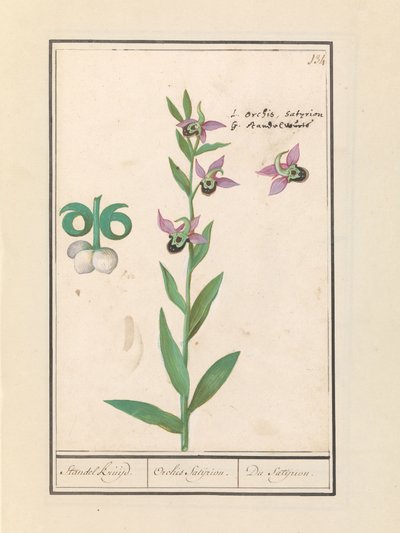 Gülen Yaban Arısı Orkide (Ophrys bombyliflora) ve anemonen (Anemon) | Gülen Yaban Arısı Orkide (Ophrys bombyliflora) Gülen Yaban Arısı Orkide (Ophrys bombyliflora) by Anselmus Boëtius de Boodt