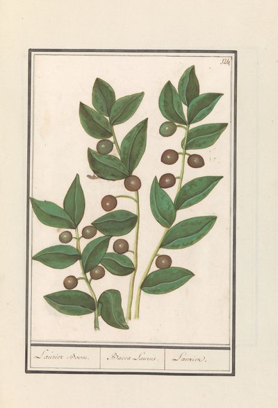Zeytin (Olea europaea) Defne ağacı. / Bacca Laurus. / Laurel (nesne üzerindeki başlık) by Anselmus Boëtius de Boodt