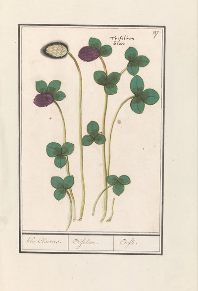 Kırmızı Yonca (Trifolium pratense) Klee Claevers. / Trifolium. / Trefle (nesne üzerindeki başlık) by Anselmus Boëtius de Boodt