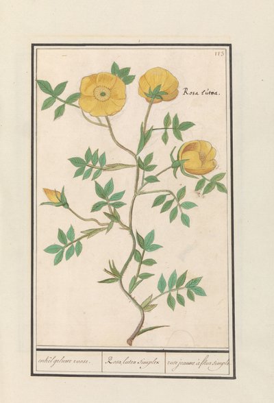 Gül (Rosa) tek sarı gül. / Rosa lutea simpleks / gül jeaune à fleur simple (nesne üzerindeki başlık) by Anselmus Boëtius de Boodt