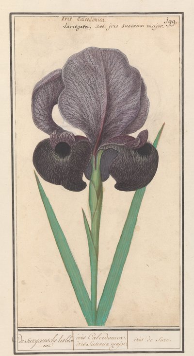 Rouw iris (İris susiana) suzyaensche lisbloeme / iris Calcedonica