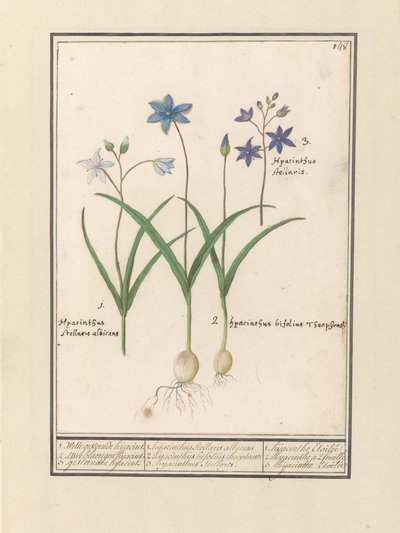 Sterhyacint (Scilla) 1. Witte dün şaka yapıyor. 2. Twee blaerigen hijacint. 3. Dün kaçırdılar. / 1. Hyacinthus Stellaris albicans 2. Hyacinthus bifolius Theophrastus 3. Hyacinthus Stellaris. / 1. sümbül Etoilée 2. sümbül a 2 feuille 3 hijac by Anselmus Boëtius de Boodt
