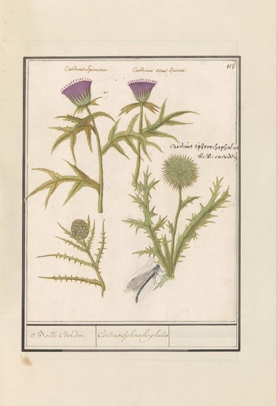 Devedikeni (Carduus) ve Enginar (Cynara cardunculus) Distel (Thistle) en artisjok (Cynara cardunculus) Koza Caerden / Cardius Spheroche-phalus (nesne üzerindeki başlık) by Anselmus Boëtius de Boodt