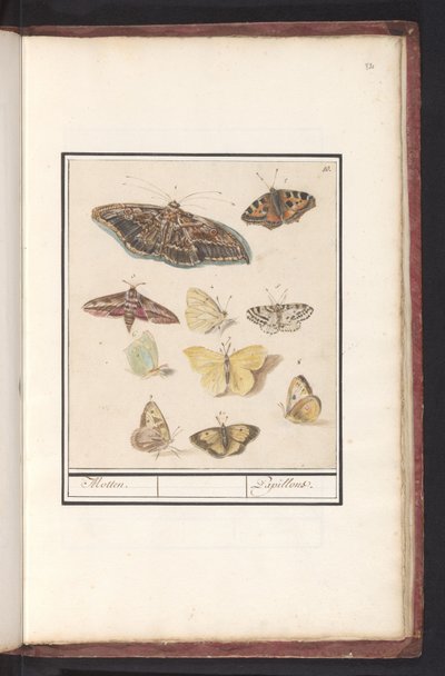 Kelebekler ve güveler güveler. / Papillons (nesne üzerindeki başlık) by Anselmus Boëtius de Boodt