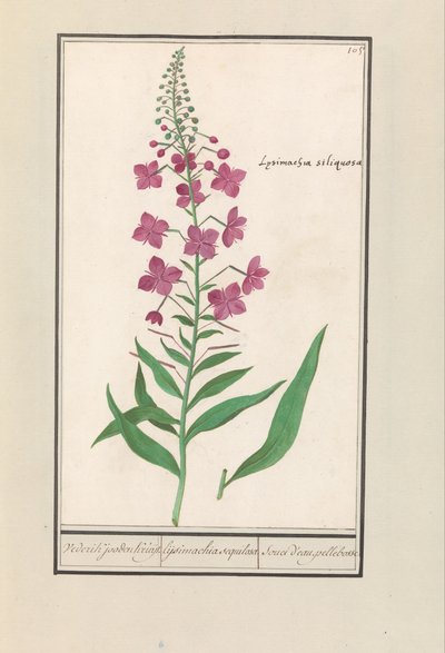 Ateş otu (Chamerion angustifolium) Yine Yahudiler Kruyt. / lysimachia sequilosa / Souci d