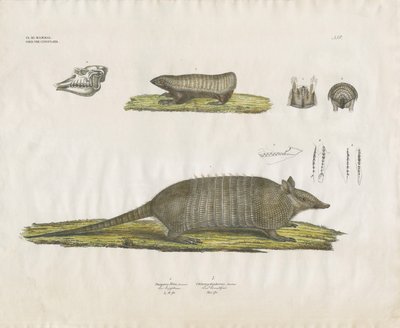  by Anstalt Arnz & Co.