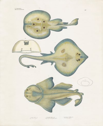  by Anstalt Arnz & Co.