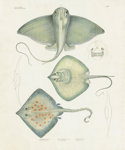  by Anstalt Arnz & Co.