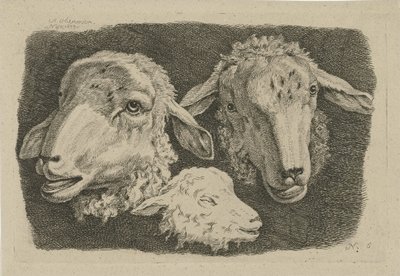 İki koyun başı ve bir kuzu başı İnek, Koyun ve Keçi Çalışmaları (dizi adı) by Anthony Oberman
